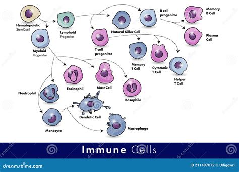 Struttura del sistema immunitario umano
