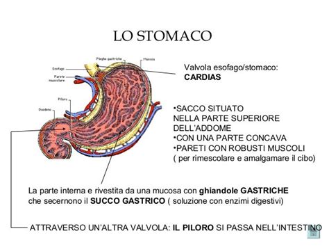 Schema del sistema digestivo con enfasi sull'esofago e lo stomaco