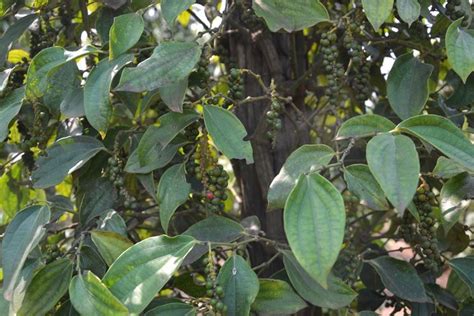 Pianta del pepe nero