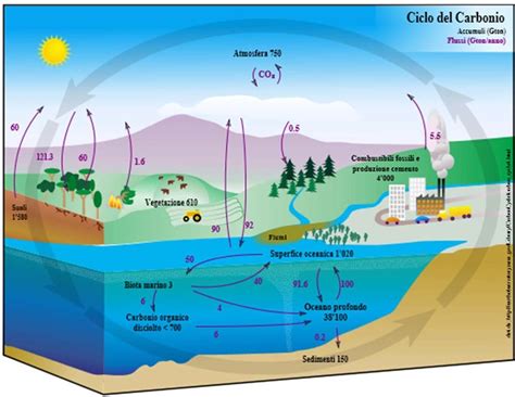 Diagramma del ciclo del carbonio con riserve in miliardi di tonnellate