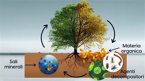 Schema delle interazioni della sostanza organica nel suolo