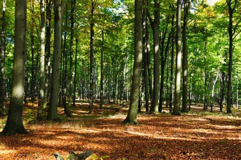Ecosistema forestale con componenti di carbonio