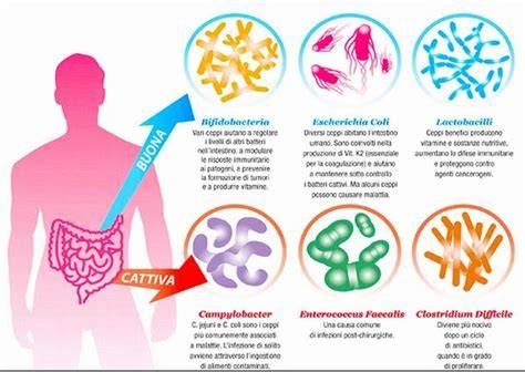 Infografica sui benefici dei probiotici per l'intestino