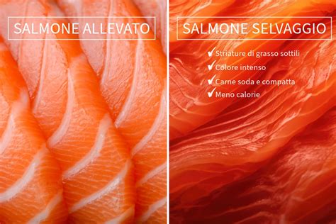 Pesce salmone selvaggio in acqua fredda