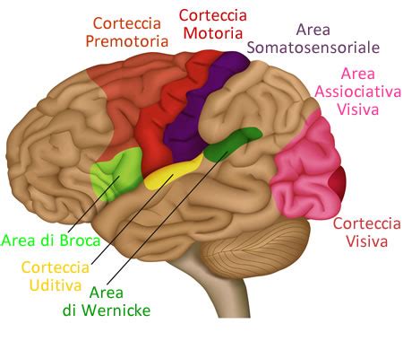 Schema che illustra la funzione cerebrale e visiva