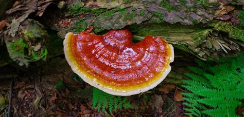 Aspetto del fungo Ganoderma Lucidum