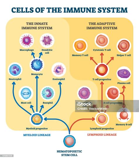 Schema del sistema immunitario e l'azione del Ganoderma