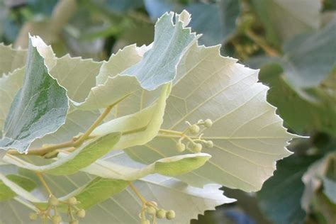 Albero di Tiglio argentato con foglie pelose