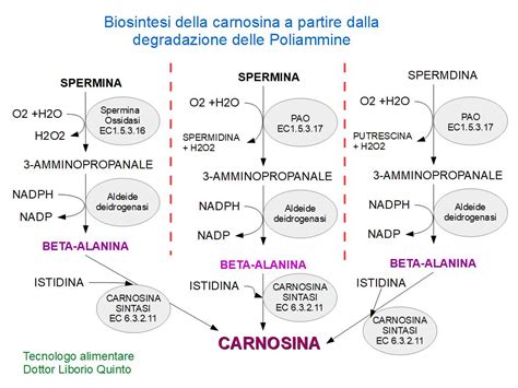 Grafico che illustra i benefici della carnosina