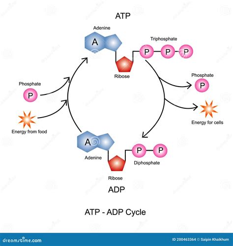 Schema del ciclo ATP-ADP con creatina fosfato