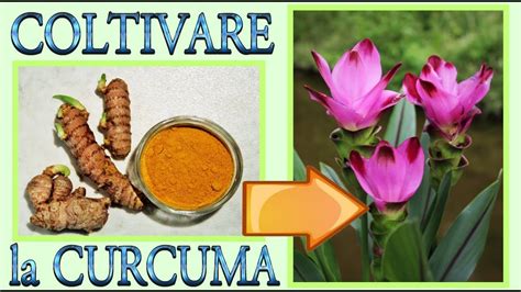 Pianta di curcuma con i suoi rizomi