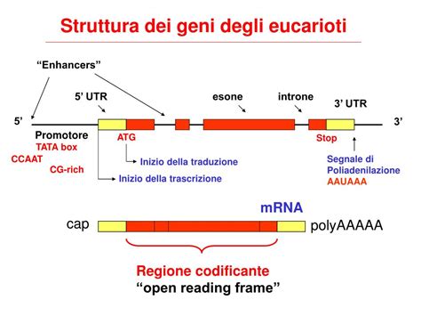 Struttura del gene MTHFR e sue mutazioni
