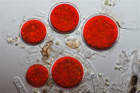 Micrografia dell'alga Haematococcus pluvialis