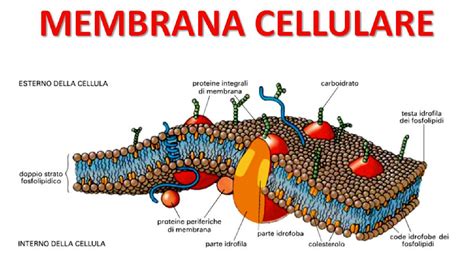 Schema sull'azione protettiva dell'astaxantina sulla membrana cellulare