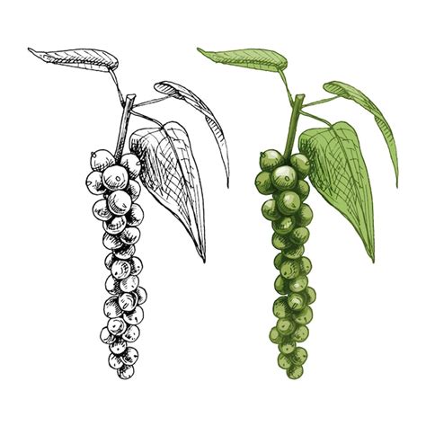 Pianta di curcuma e grani di pepe nero