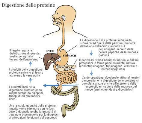 Schema del processo di digestione proteica