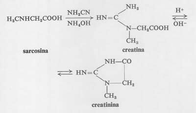 Schema della sintesi e dell'utilizzo della creatina nel muscolo