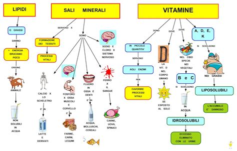 Schema dei principali sali minerali e loro funzioni nel corpo umano