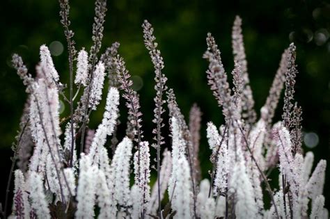 Pianta di Cimicifuga Racemosa in fiore