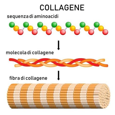 Schema della struttura molecolare del collagene e dei suoi componenti aminoacidici