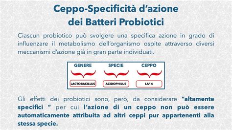 Schema che illustra la struttura di un probiotico con genere, specie e ceppo