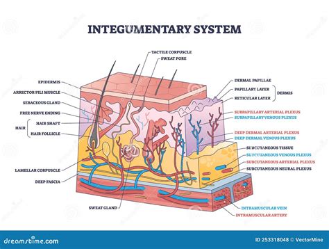 Schema della biorivitalizzazione cutanea