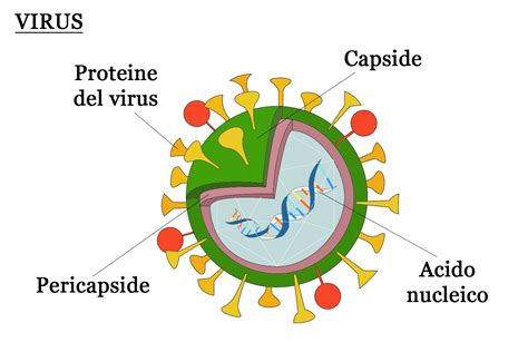 Composizione di un biorivitalizzante
