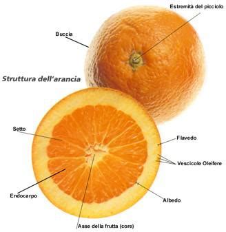 Struttura della buccia di limone: flavedo e albedo