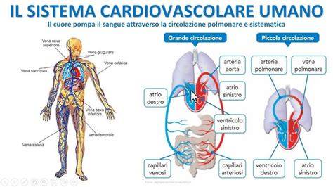 Schematizzazione del sistema circolatorio venoso