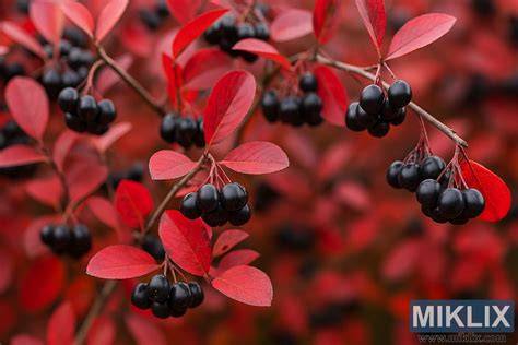 Immagine di frutti di Aronia e bacche di Goji (simili a Polygonum)