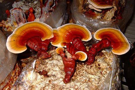 Raffigurazione storica del fungo Ganoderma nell'arte cinese