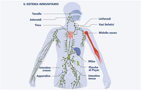 Infografica sulla salute dell'intestino e il sistema immunitario