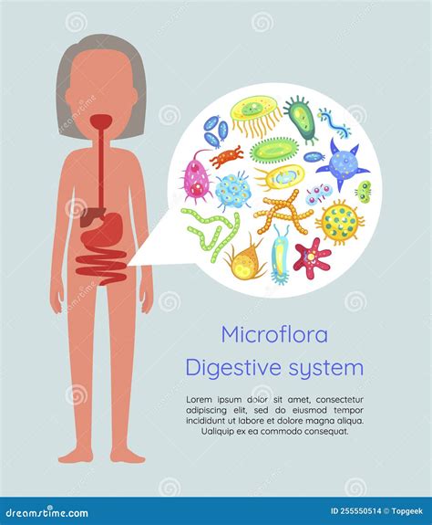 Illustrazione del sistema digestivo umano con evidenziati i batteri intestinali benefici