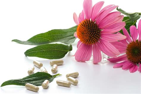 Schema riassuntivo dei benefici e delle controindicazioni dell'Echinacea