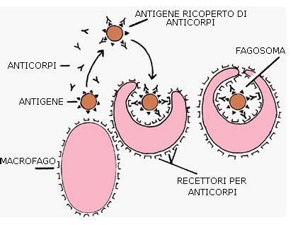 Micrografia di macrofagi che inglobano particelle di inchiostro