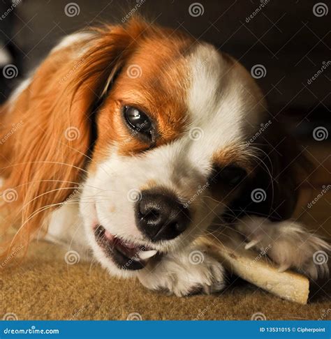 Cane che mastica uno snack