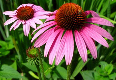 Echinacea pianta