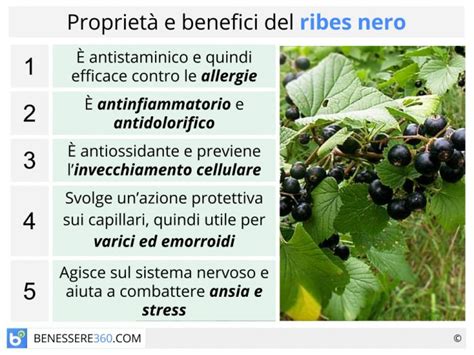 Infografica sui benefici del Ribes Nigrum