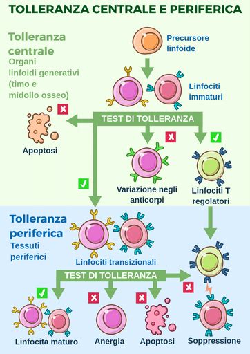 Schema che illustra il test di tolleranza al magnesio e la sua interpretazione