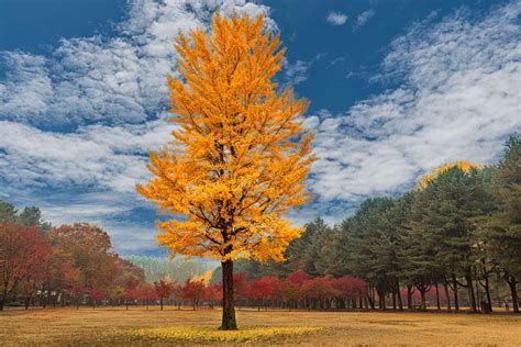 Albero di Ginkgo Biloba in autunno