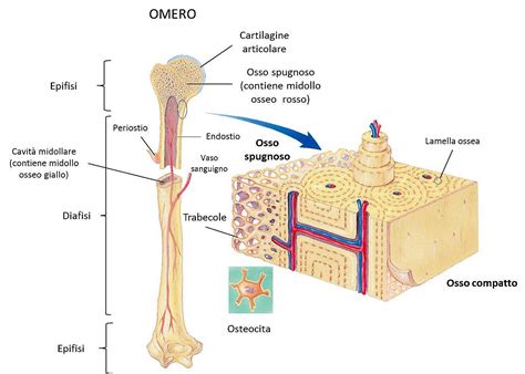 Schema della struttura ossea con indicazione del ruolo del silicio