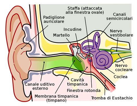 Schema dell'orecchio interno e delle sue connessioni con il cervello