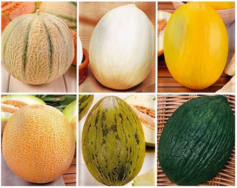 Varietà di melone