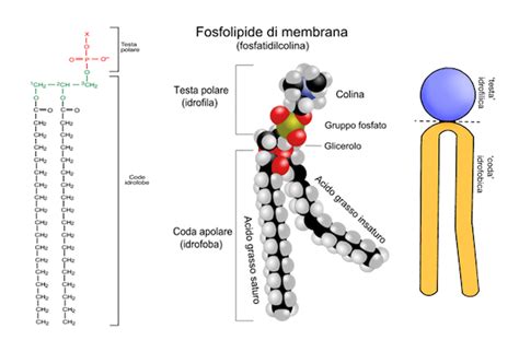 Struttura chimica di un fosfolipide