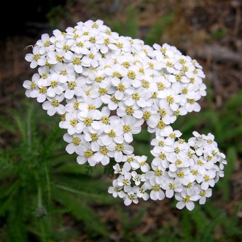Pianta di Achillea Millefolium