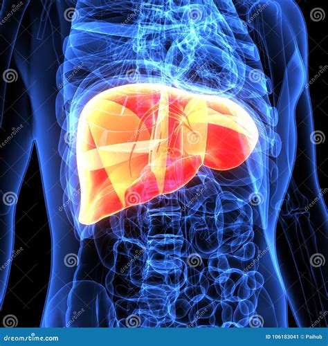 Illustrazione del fegato umano
