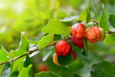 Arbusto di acerola con frutti maturi