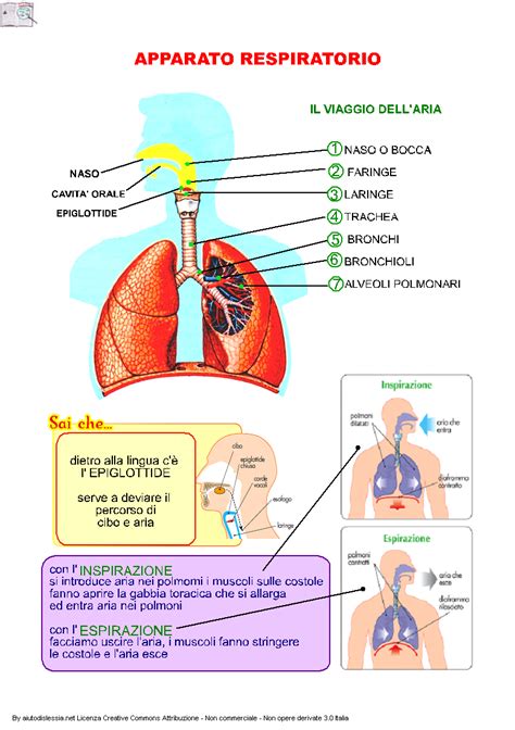 Schema dell'apparato respiratorio umano