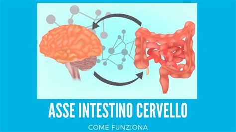 Schema dell'asse intestino-pelle