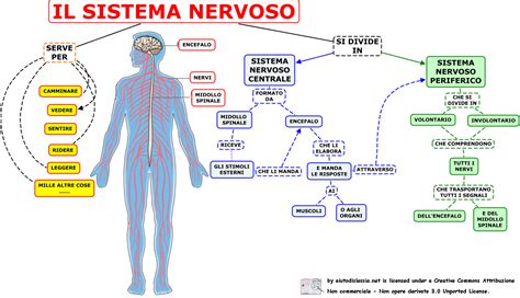 Schema che illustra il sistema nervoso e il ruolo delle vitamine B